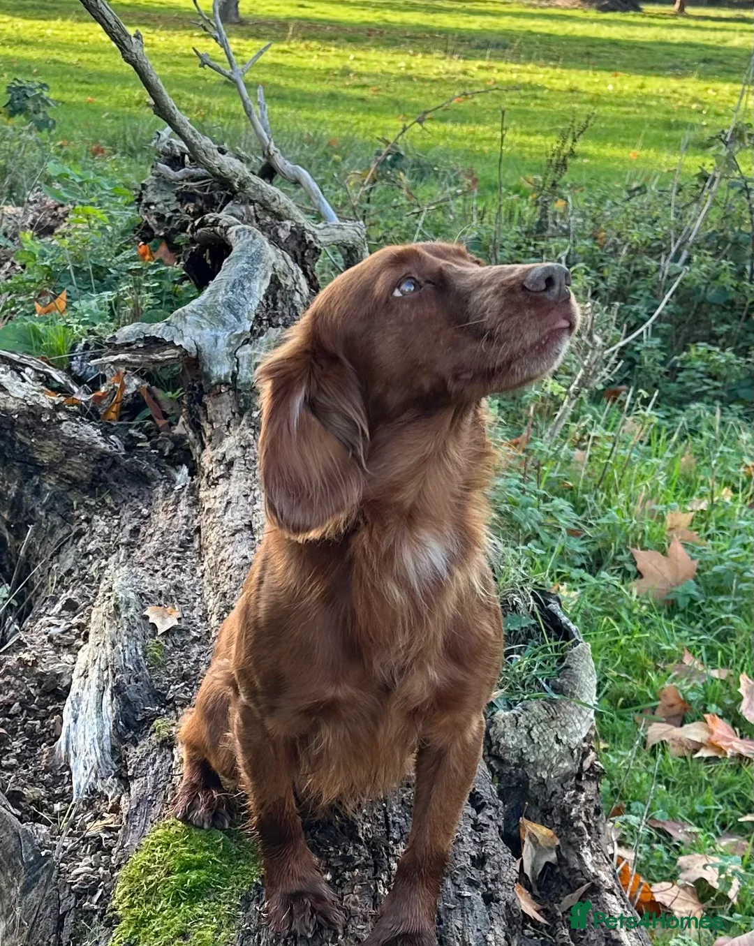 Cocker Spaniel dogs for sale: Working Cocker Spaniel Puppies - Advert 11