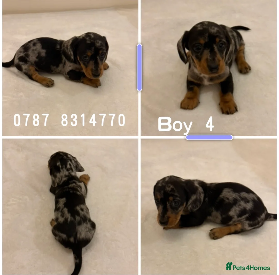 Miniature Dachshund dogs for sale: Dachshund Puppys 8 available  - Advert 1
