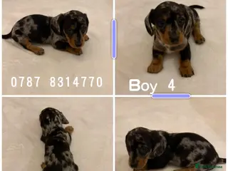 Miniature Dachshund dogs Dachshund Puppys 8 available - Advert 4