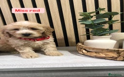 Cockapoo dogs for sale: F1b toy cockapoo puppies - Image 33