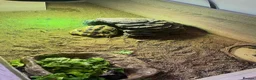 Hermann Tortoise reptiles for sale: Herman tortoise and enclosure  in Bridgwater - Advert 5