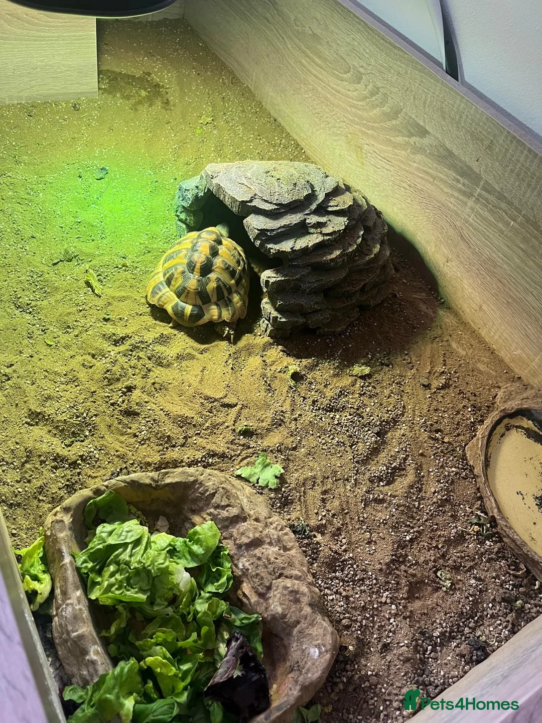 Hermann Tortoise reptiles for sale: Herman tortoise and enclosure  in Bridgwater - Advert 5