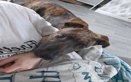 Mixed Breed dogs for sale: Hunt away/Presa Canario - Image 4