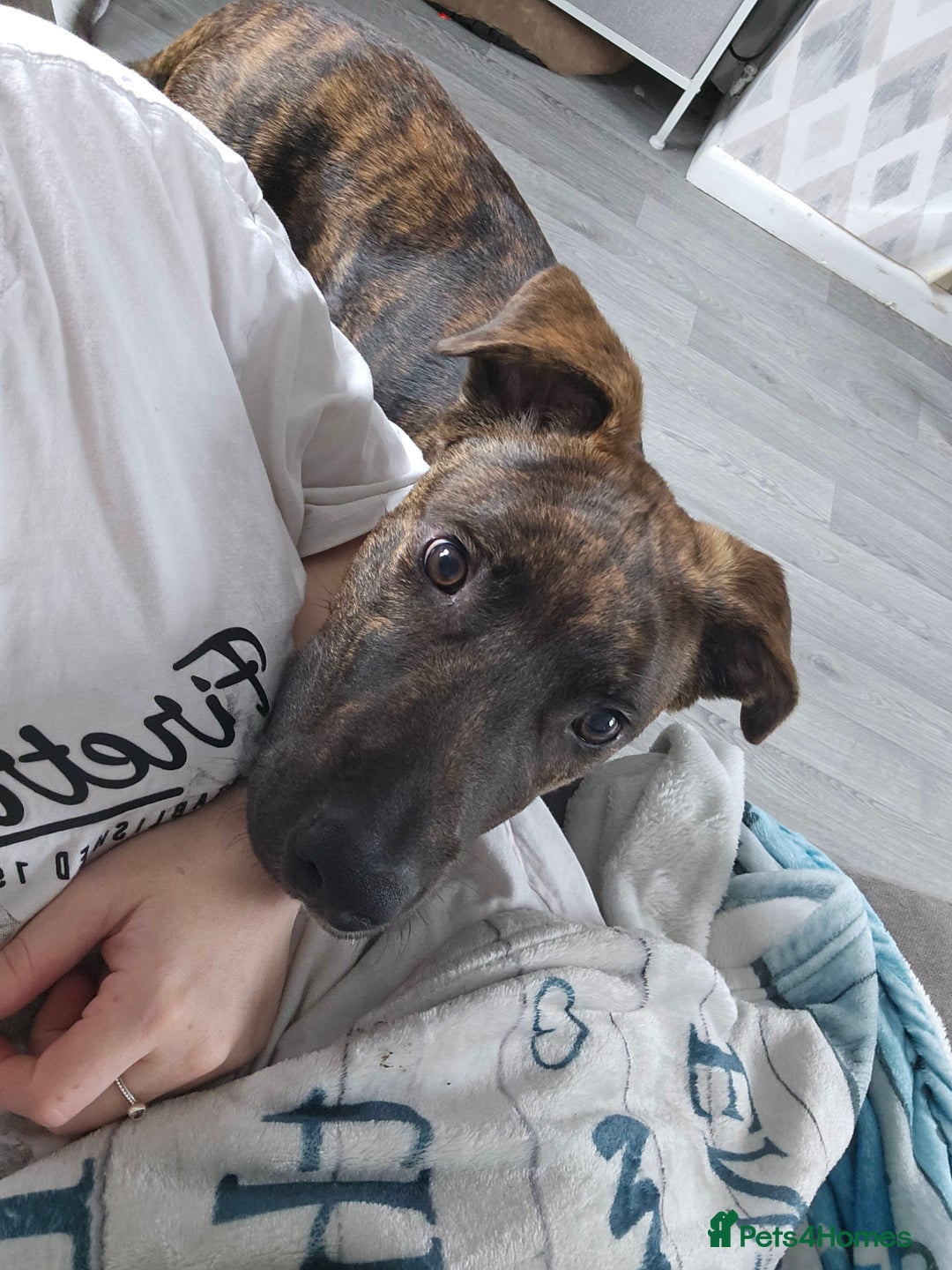 Mixed Breed dogs for sale: Hunt away/Presa Canario - Image 4