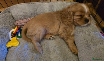 Cavalier King Charles Spaniel dogs - Advert 1