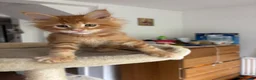 Maine Coon cats for sale: TICA Reg Maine Coon Kittens Ginger Red Cream - Advert 20