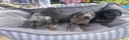 Dachshund dogs for sale: Stunning dapple girl dachshund standard in Haverfordwest - Advert 5