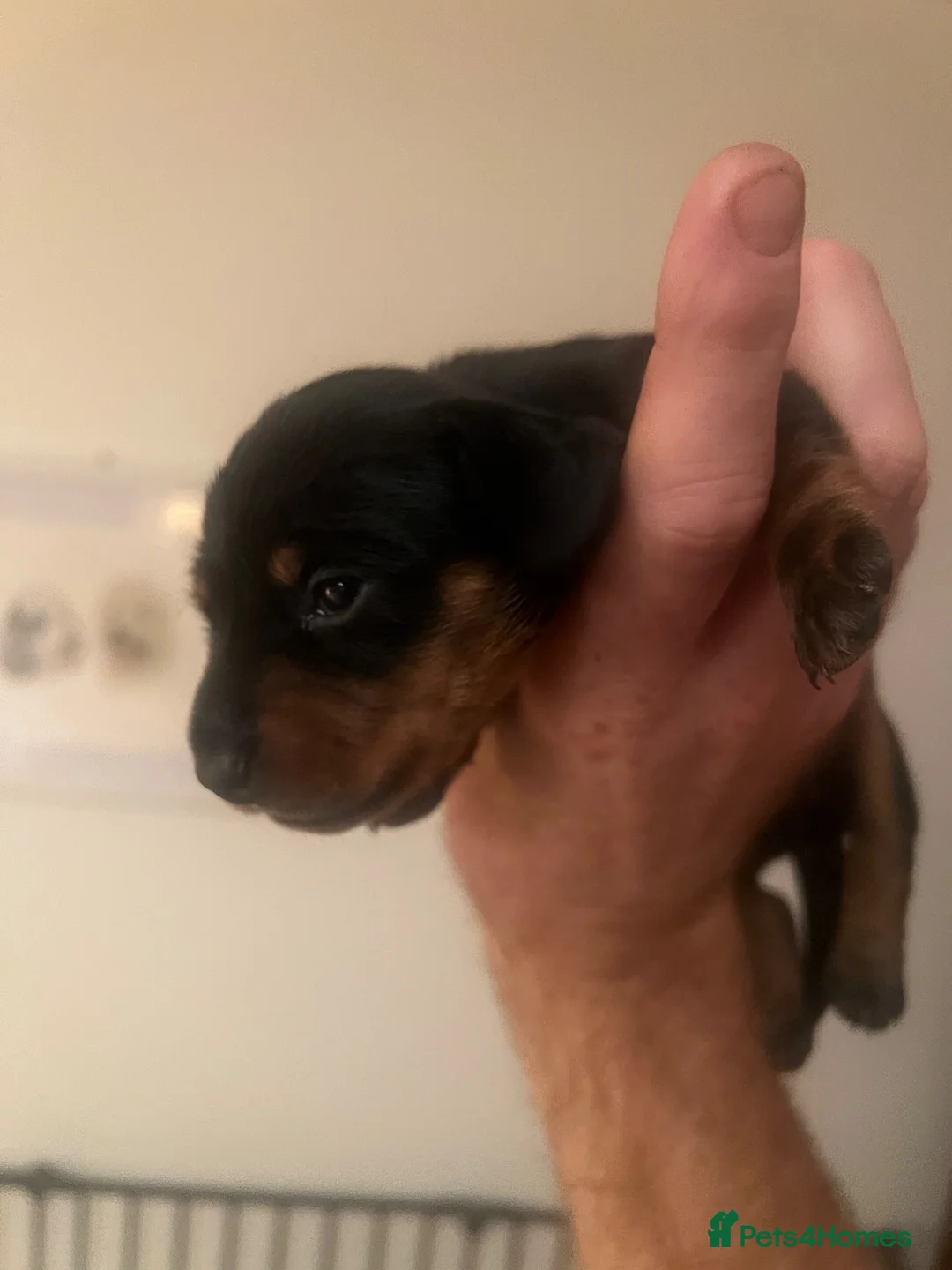 Miniature Dachshund dogs for sale: KC registered miniature short haired dachshunds   - Advert 2