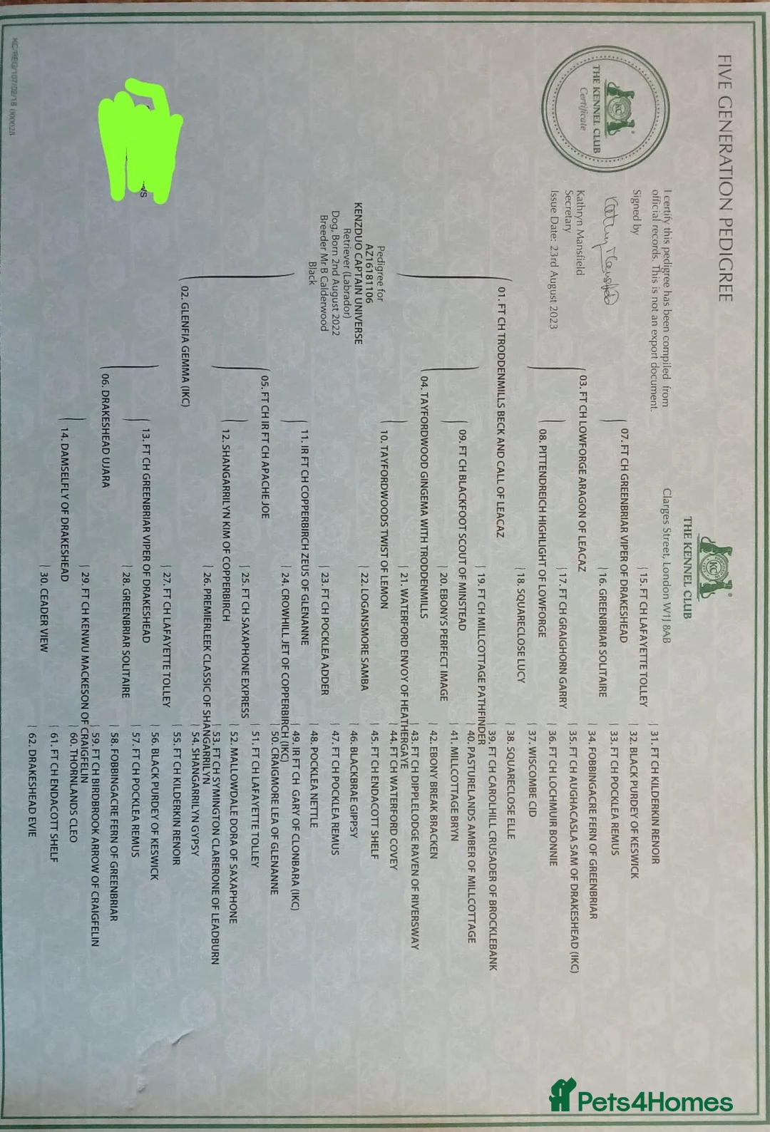 Labrador Retriever dogs for sale: Pedigree KC Registered Black Labrador Pups  - Advert 9