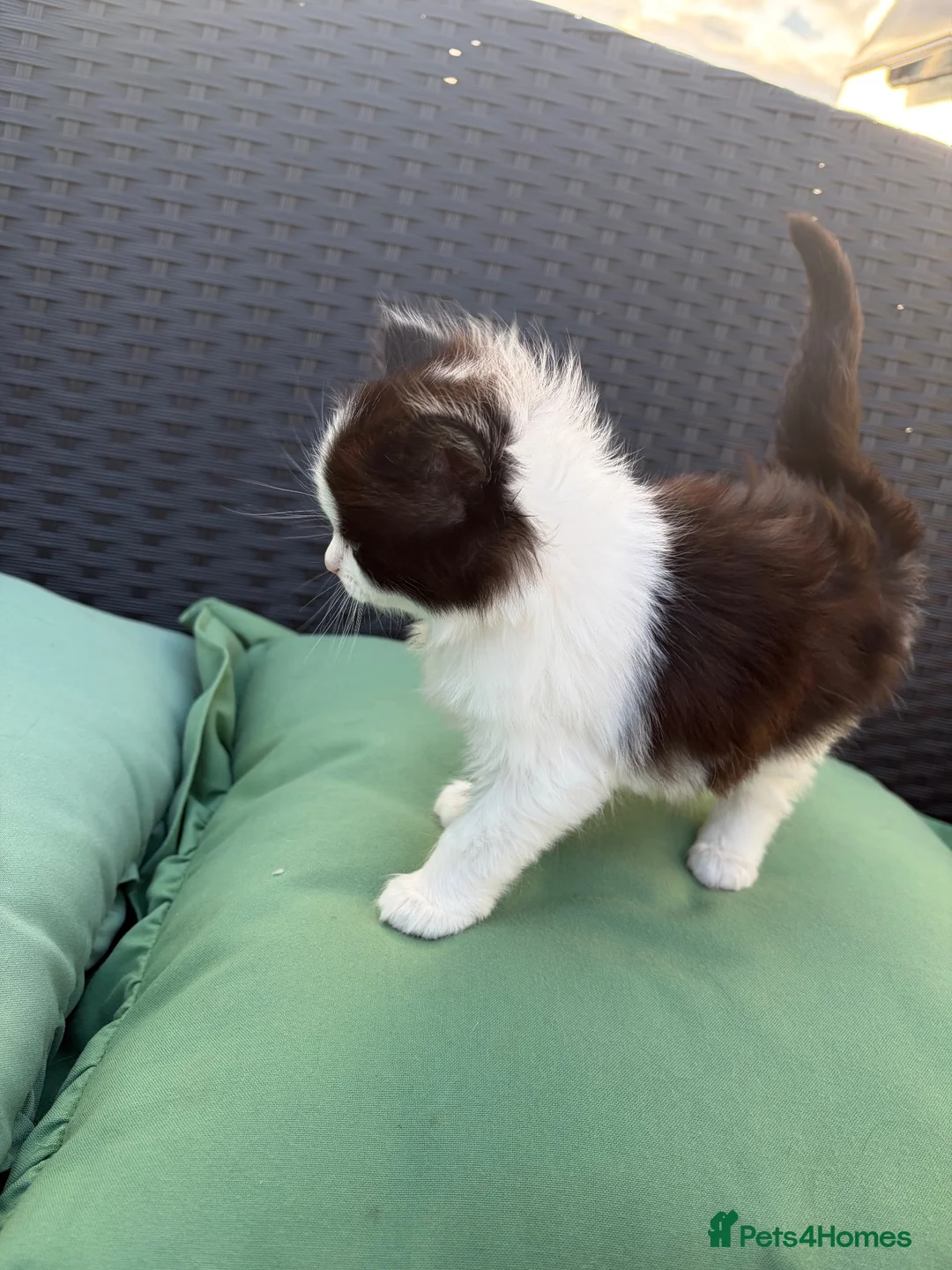 Mixed Breed cats for sale: Female kitten white and black for sale in Gloucester - Advert 6