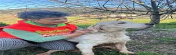English Setter dogs for adoption: Cholo in Tonypandy - Advert 4