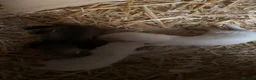 Ferret rodents for sale: 3 baby ferrets for sale - Advert 2