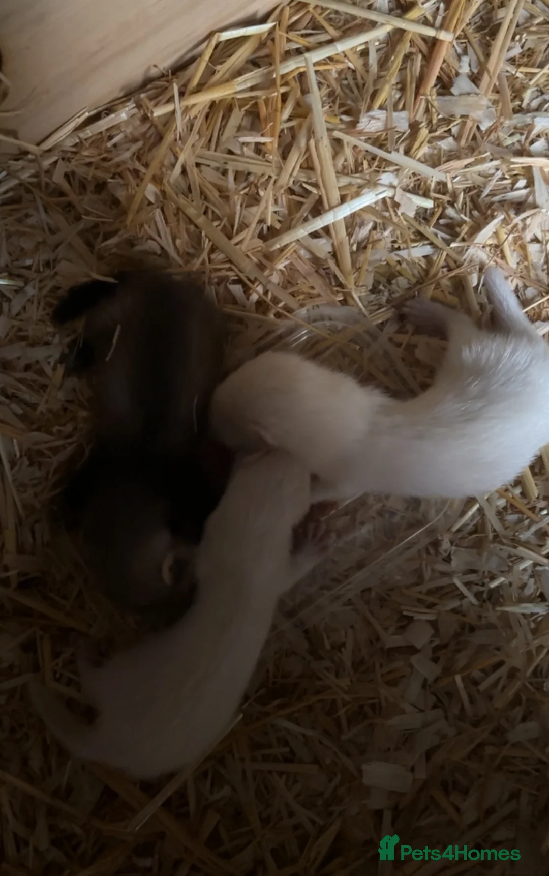 Ferret rodents for sale: 3 baby ferrets for sale - Advert 2