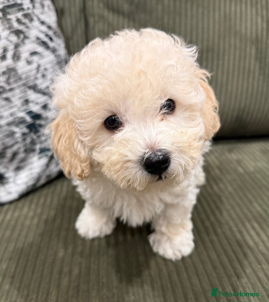 Maltipoo dogs for sale: Ready now - 1 boy left F1B Maltipoo Puppy 💜🐾 - Advert 32
