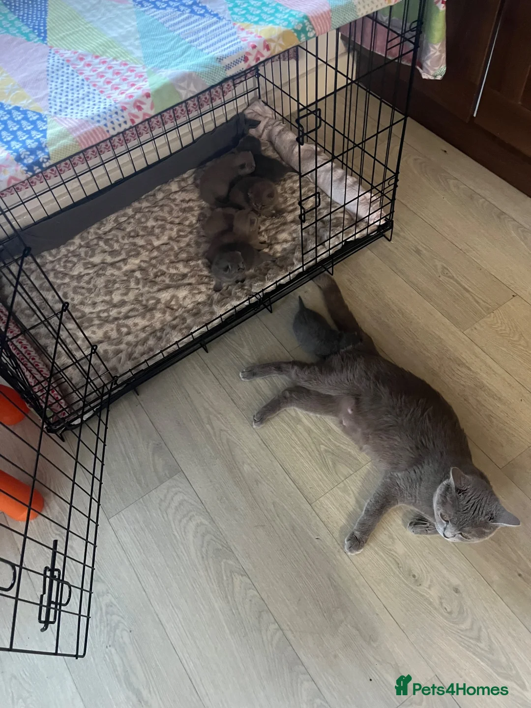 British Shorthair cats for sale: Beautiful litter of British short hair kittens - Advert 1