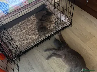 British Shorthair cats Beautiful litter of British short hair kittens - Advert 2