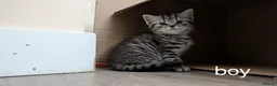 British Shorthair cats for sale: GCCF registered British Shorthair silver Tabby - Advert 9