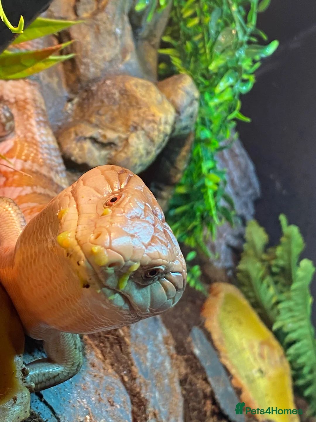 Skink reptiles for sale: Ernie the Blue tongued skink  - Advert 2