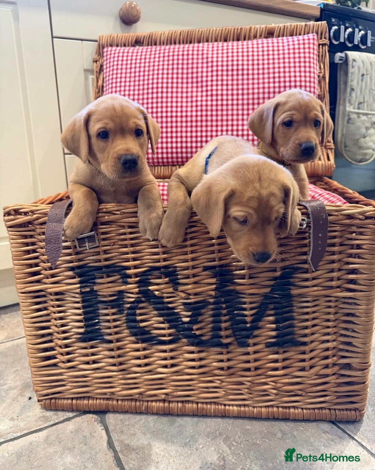Labrador Retriever dogs KC Reg Working Fox Red Health Tested 4th Gen  - Advert 2