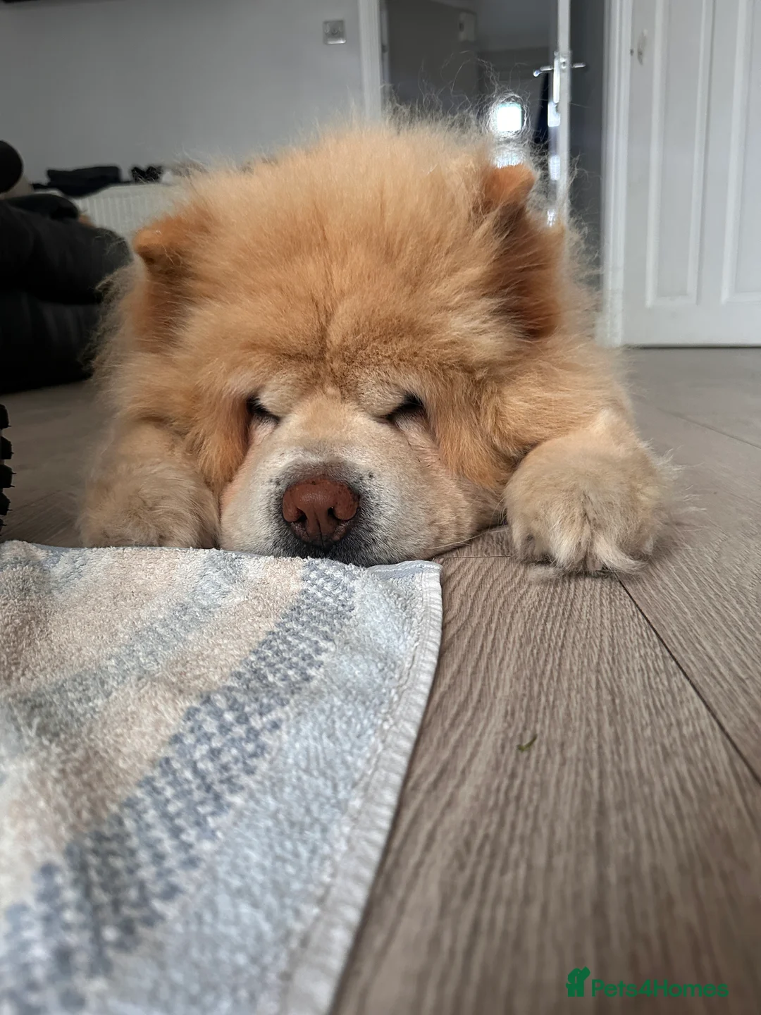 Chow Chow dogs for sale: Chow chow for re-homing  - Advert 2