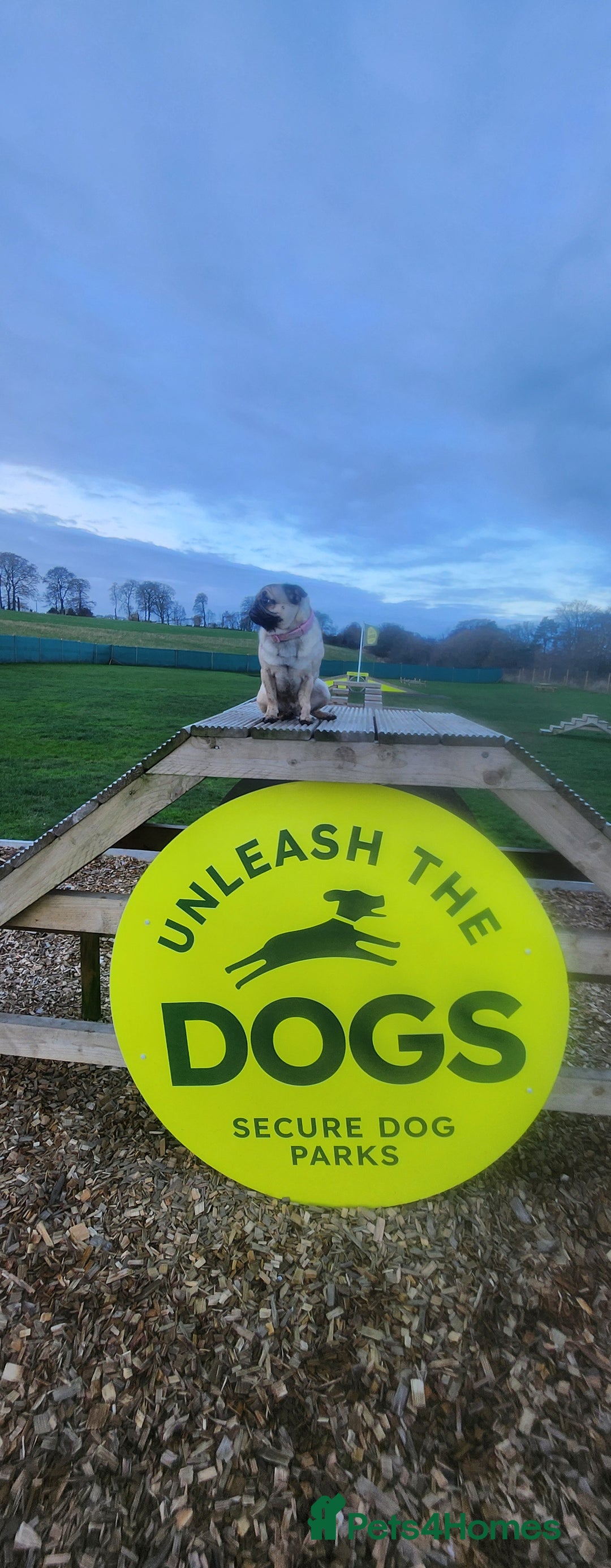 Pug dogs for sale: 1 year old Nala the pug - Advert 4