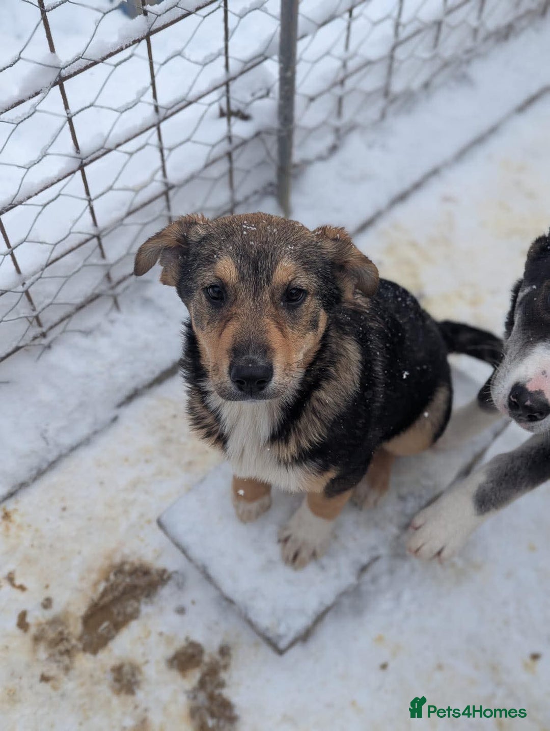 Mixed Breed dogs for adoption: Faline 💛 - Advert 2