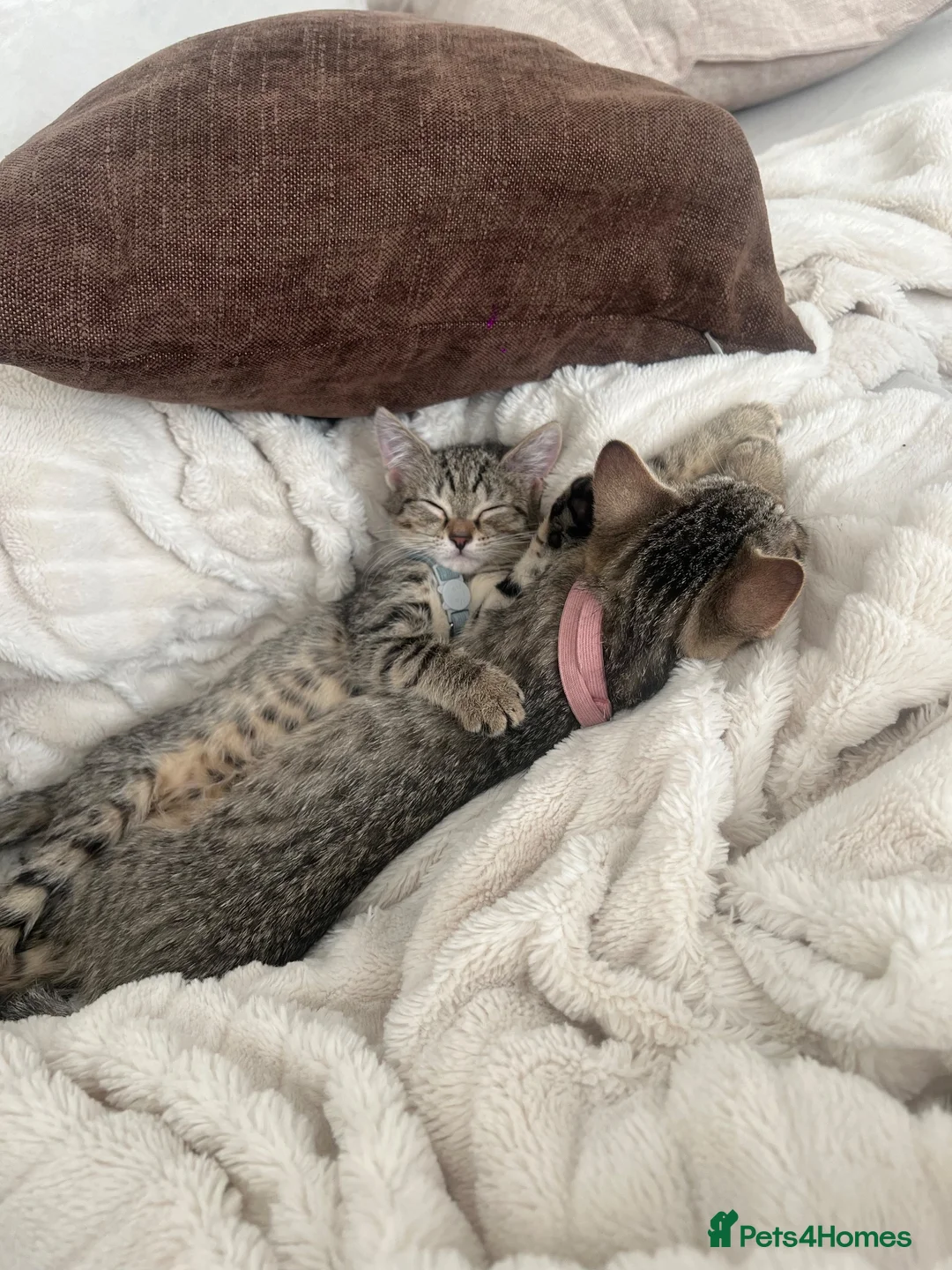 Mixed Breed cats for sale: Two kittens 🐱 ready to go in Preston - Advert 2