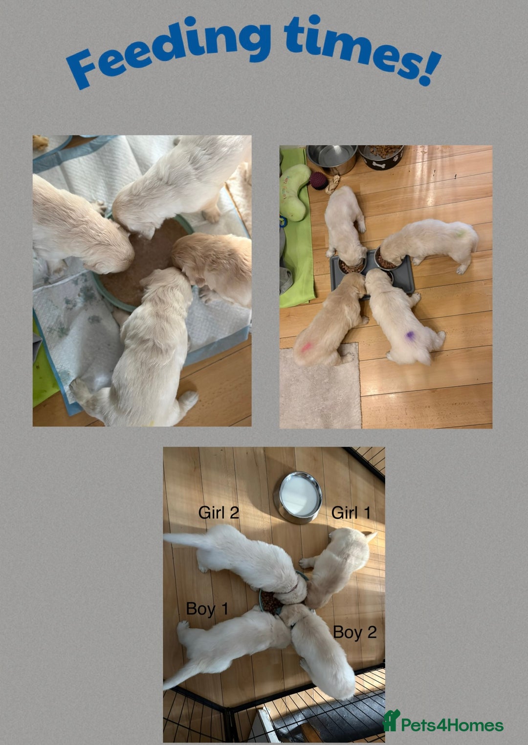 Golden Retriever dogs for sale: Golden retriever puppys - Image 6