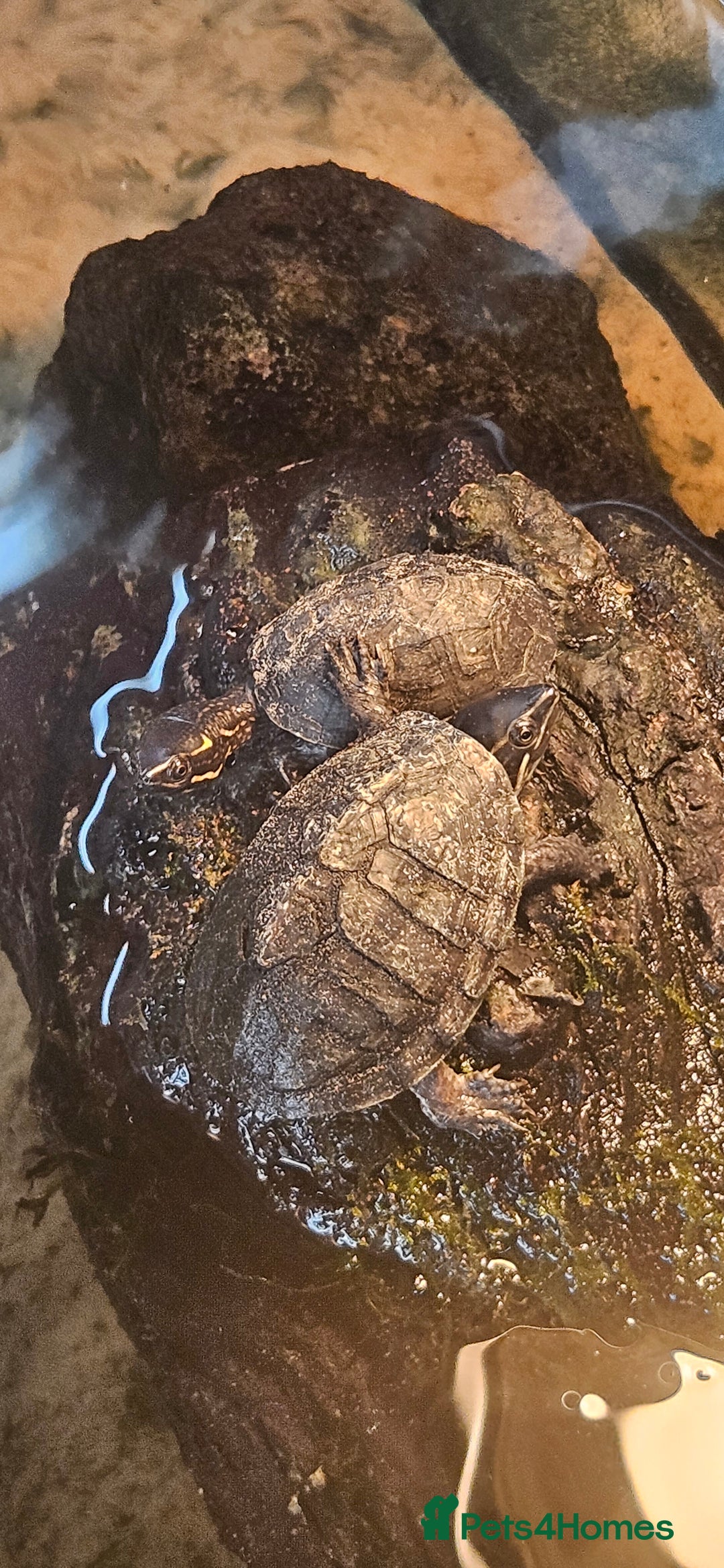 Turtle reptiles for sale: 2 musk turtles  - Image 5