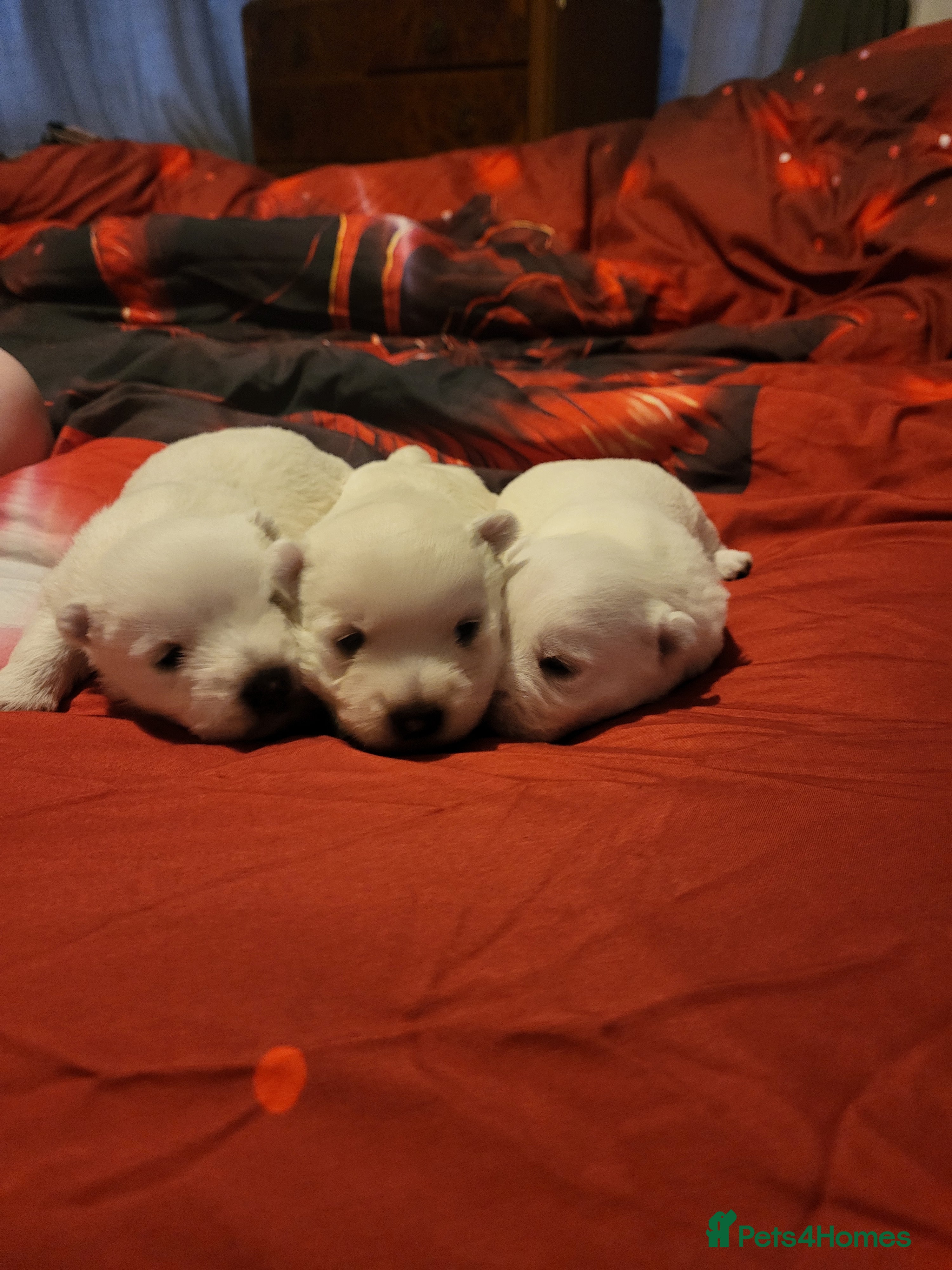West Highland Terrier dogs Westies for sale - Advert 1