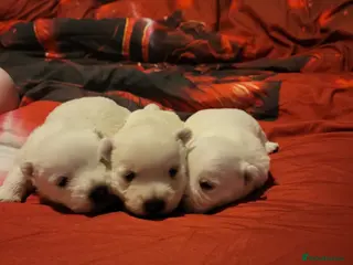 West Highland Terrier dogs Westies for sale - Advert 1