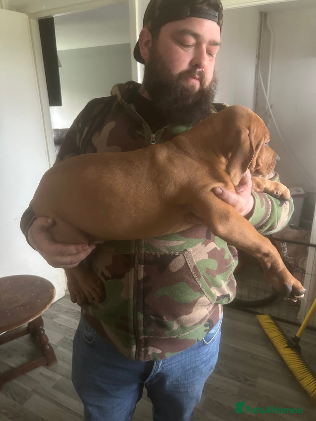 Mixed Breed dogs for sale: American bulldog x bully staff - Advert 7