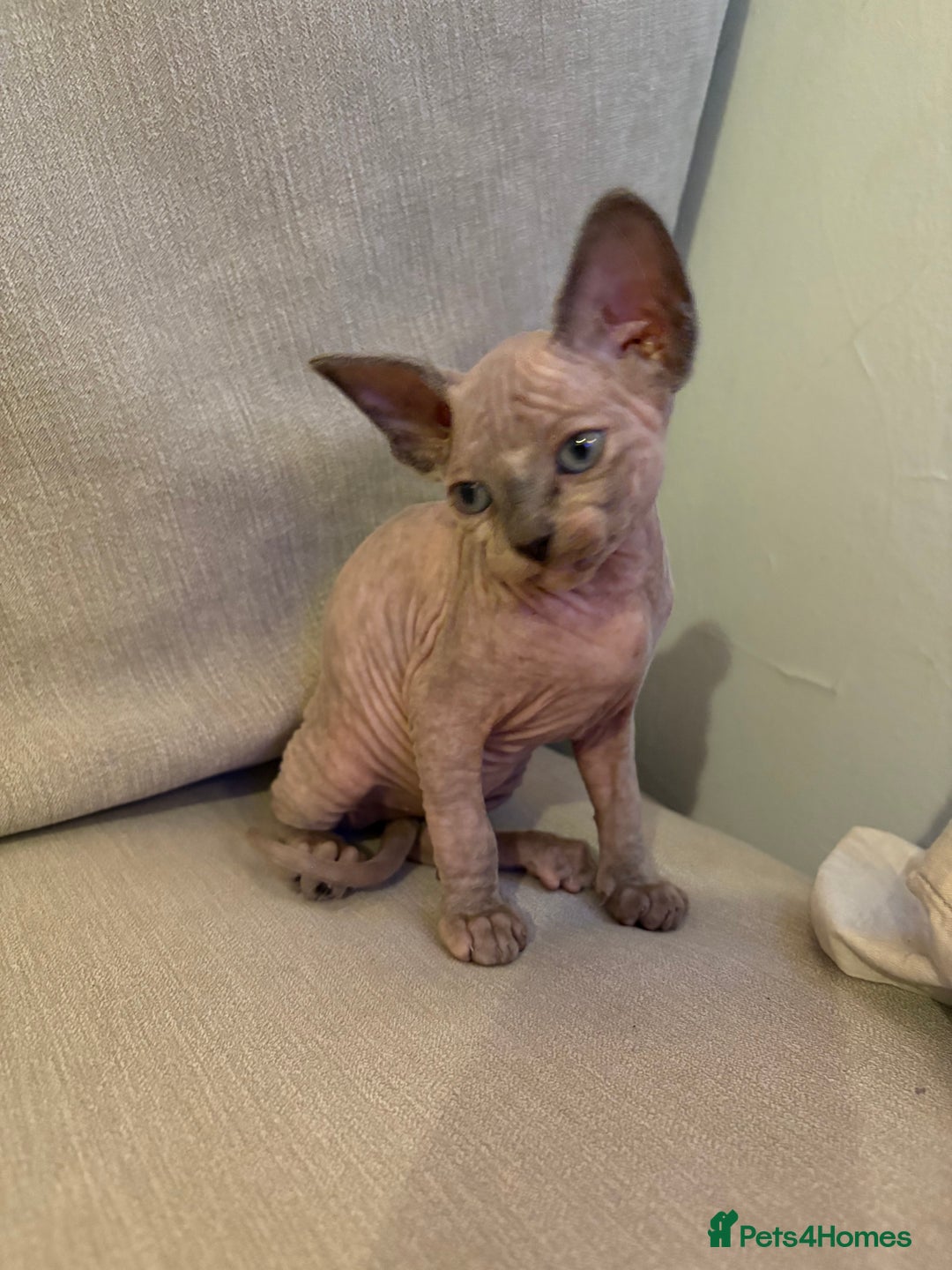 Sphynx cats for sale: Sphynx/ Bambino/ Elf Kittens - Image 2