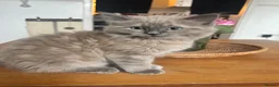 Ragdoll cats for sale: Ragdoll x mink tonkinese kittens - Advert 4