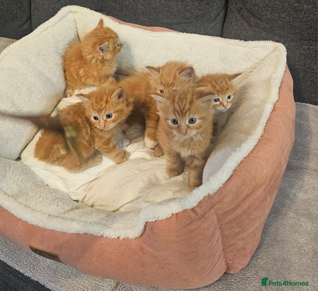 Maine Coon cats for sale: Maine Coone  - Image 3