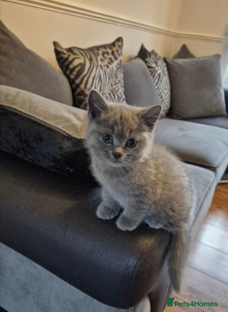 British Shorthair cats British short hairs for sale - Advert 5