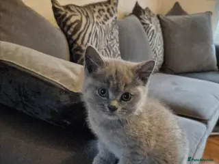 British Shorthair cats British short hairs for sale - Advert 2
