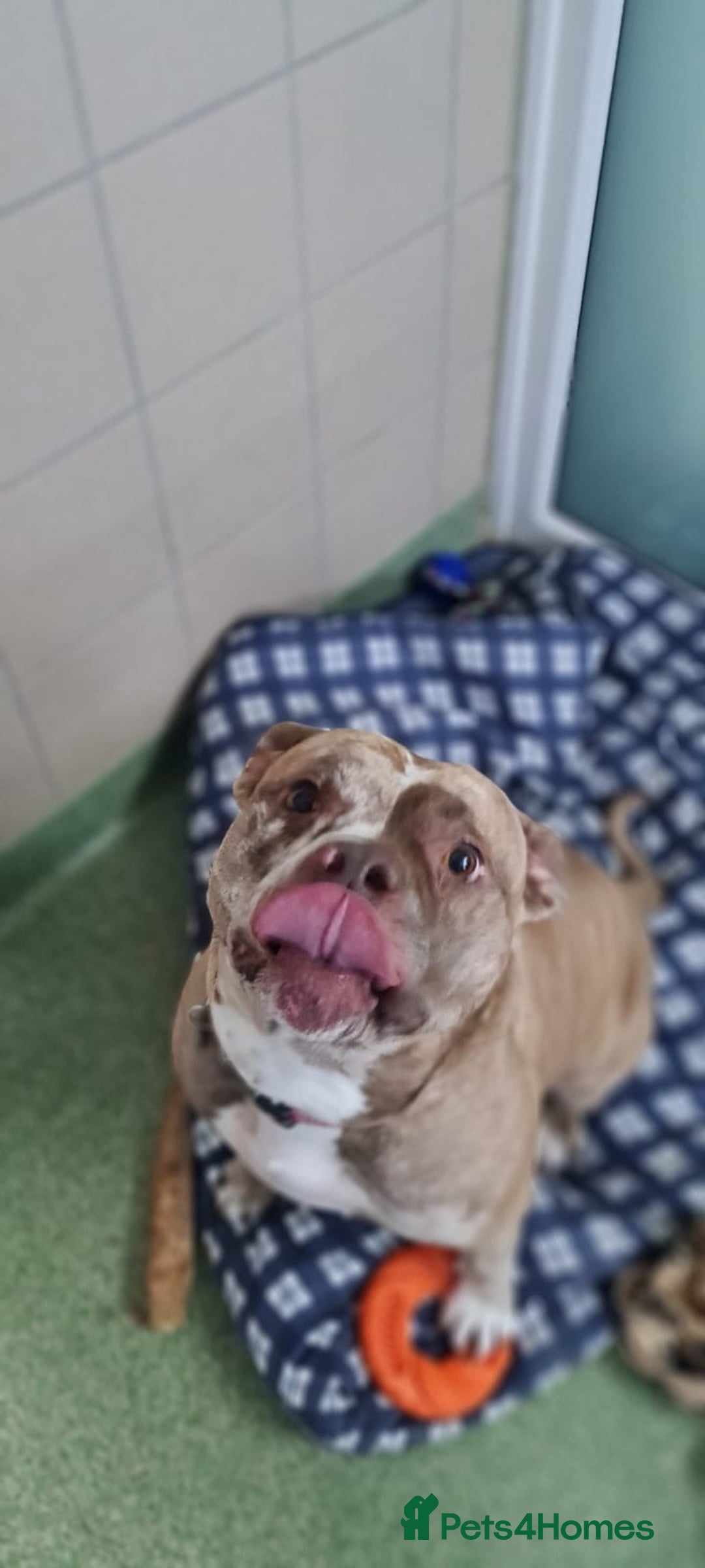 American Bulldog dogs for adoption: Bambi - Advert 3