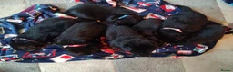 German Shepherd dogs for sale: Beautiful long haired German Shepherd puppies  in Margate - Advert 4