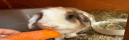 Mini Lop rabbits for sale: Pure mini lops in Bury Saint Edmunds - Advert 7