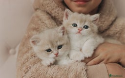 British Shorthair cats for sale: Cuddly Golden Blue British Shorthair girl  - Advert 9