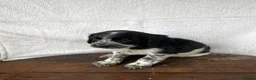 Cockapoo dogs for sale: Beautiful cockapoos⭐️ in Wisbech - Advert 6