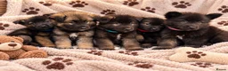 Akita dogs for sale: AKITA PUPPYS BOYS/GIRLS  - Advert 1