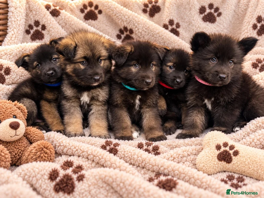 Akita dogs for sale: AKITA PUPPYS BOYS/GIRLS  - Advert 1