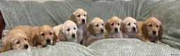 Golden Retriever dogs for sale: Quality Litter Of KC Reg Golden Retriever Puppies  in Faringdon - Advert 8