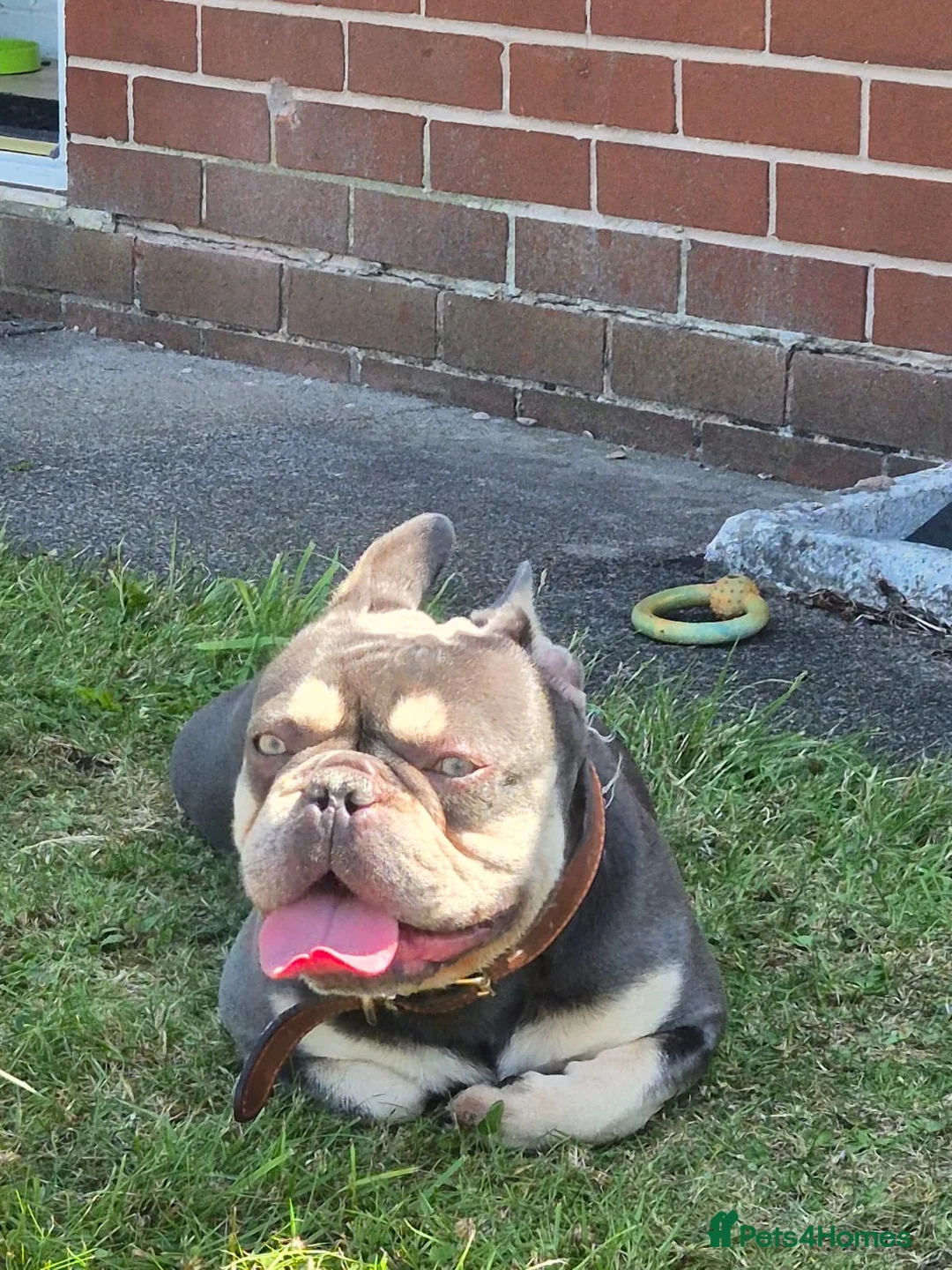 French Bulldog dogs for sale: Teddie - Advert 2