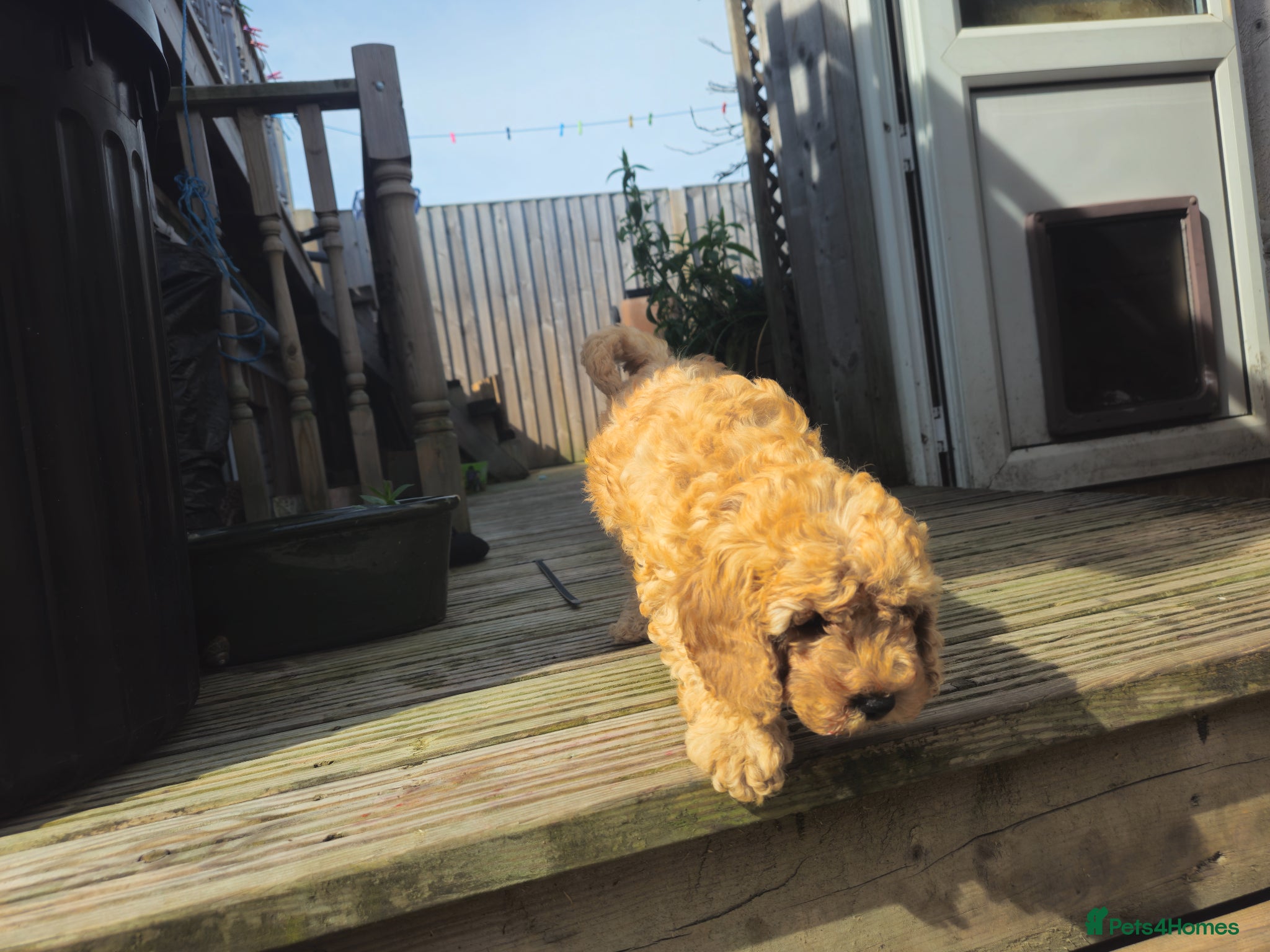 Cockapoo dogs Cockapoo F2 - Advert 2
