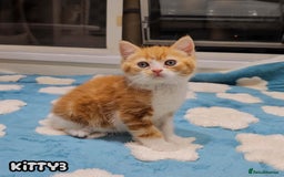 British Shorthair cats for sale: Adorable Kittens Ready For Reservation  - Image 7