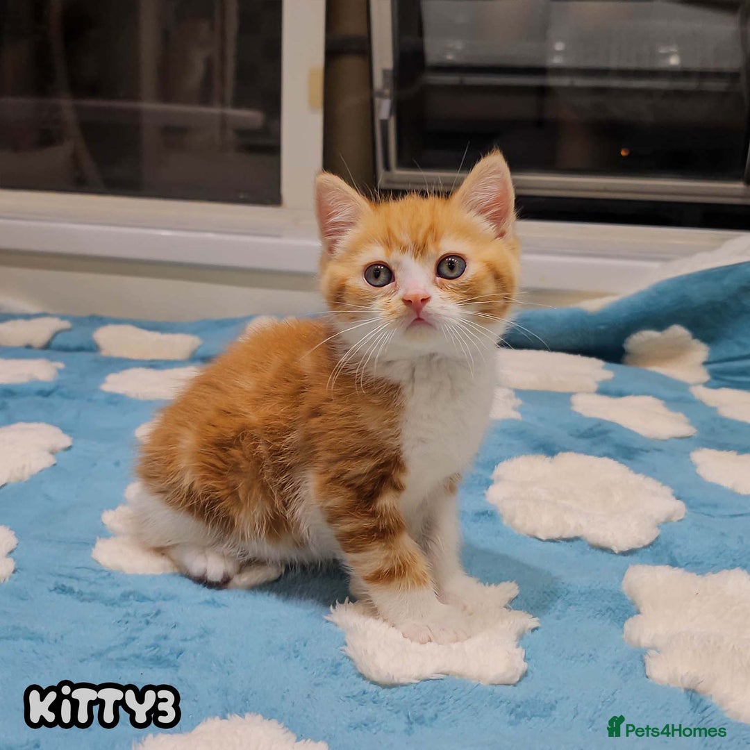 British Shorthair cats for sale: Adorable Kittens Ready For Reservation  - Image 7