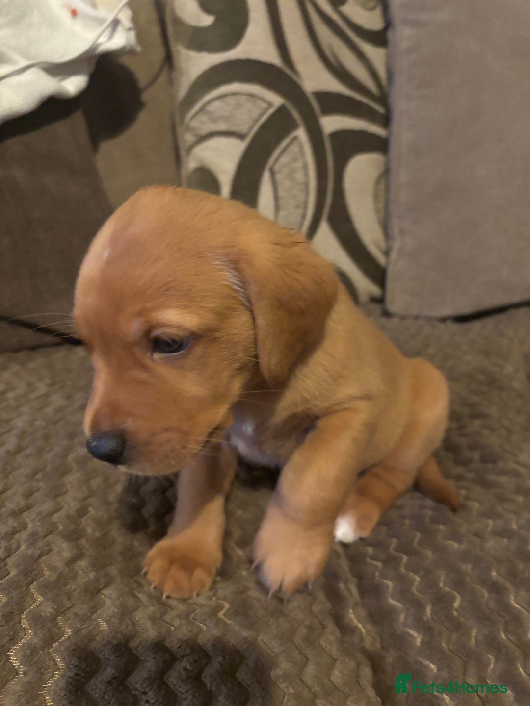 Labrador Retriever dogs for sale: Labrador  - Advert 8